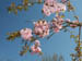 Open Japanese Cherry Blossom Album